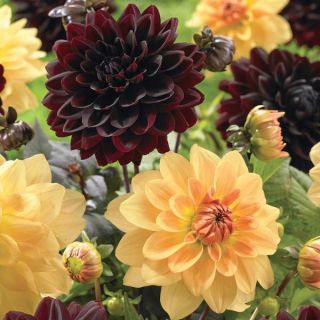 Hot Fudge & Caramel Dahlia Blend Thumbnail